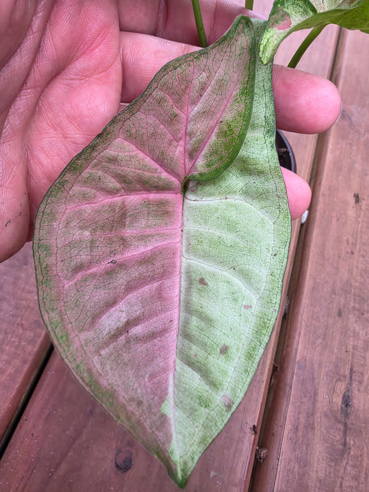 syngonium milk confetti in 4 inch pot with creamy green leaves and pink speckled variegation