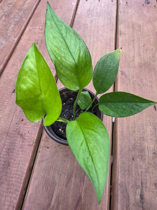 jessenia pothos in 4 inch pot with green and chartreuse variegated leaves