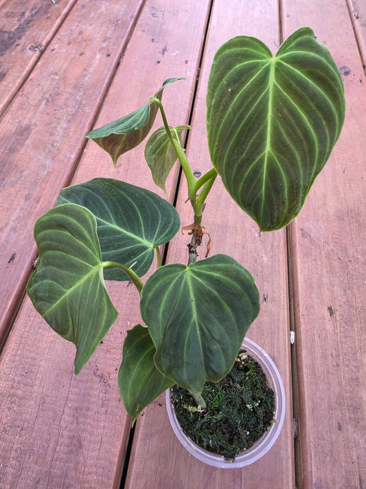 philodendron glorious in 4 inch pot with elongated velvety green leaves and pale veins