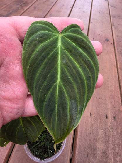philodendron glorious in 4 inch pot with elongated velvety green leaves and pale veins
