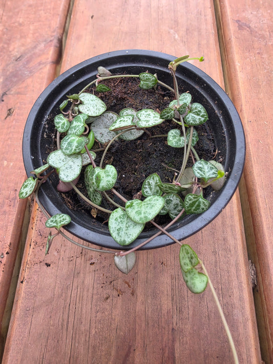 silver glory string of hearts in 4 inch pot with silvery heart shaped leaves and trailing vines