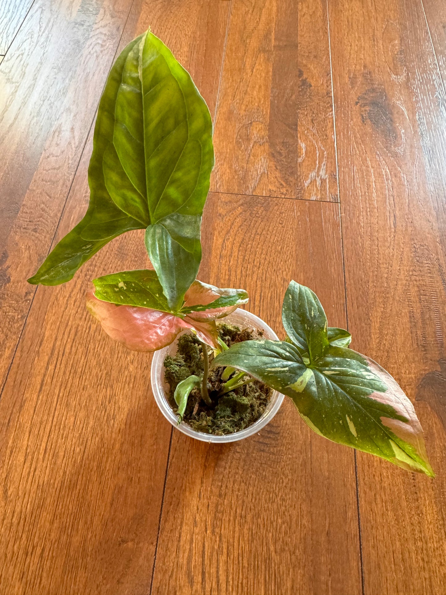 4” Syngonium Red Spot Tricolor/ Syngonium Albo Combo Pot