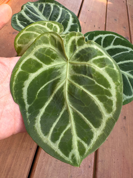 Anthurium Silver Blush in 4-inch pot with velvety green leaves and striking silver veining, tropical anthurium houseplant