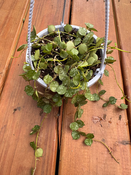 Hoya Curtisii in 5-inch pot with tiny green leaves speckled in silver on trailing vines, miniature tropical hoya