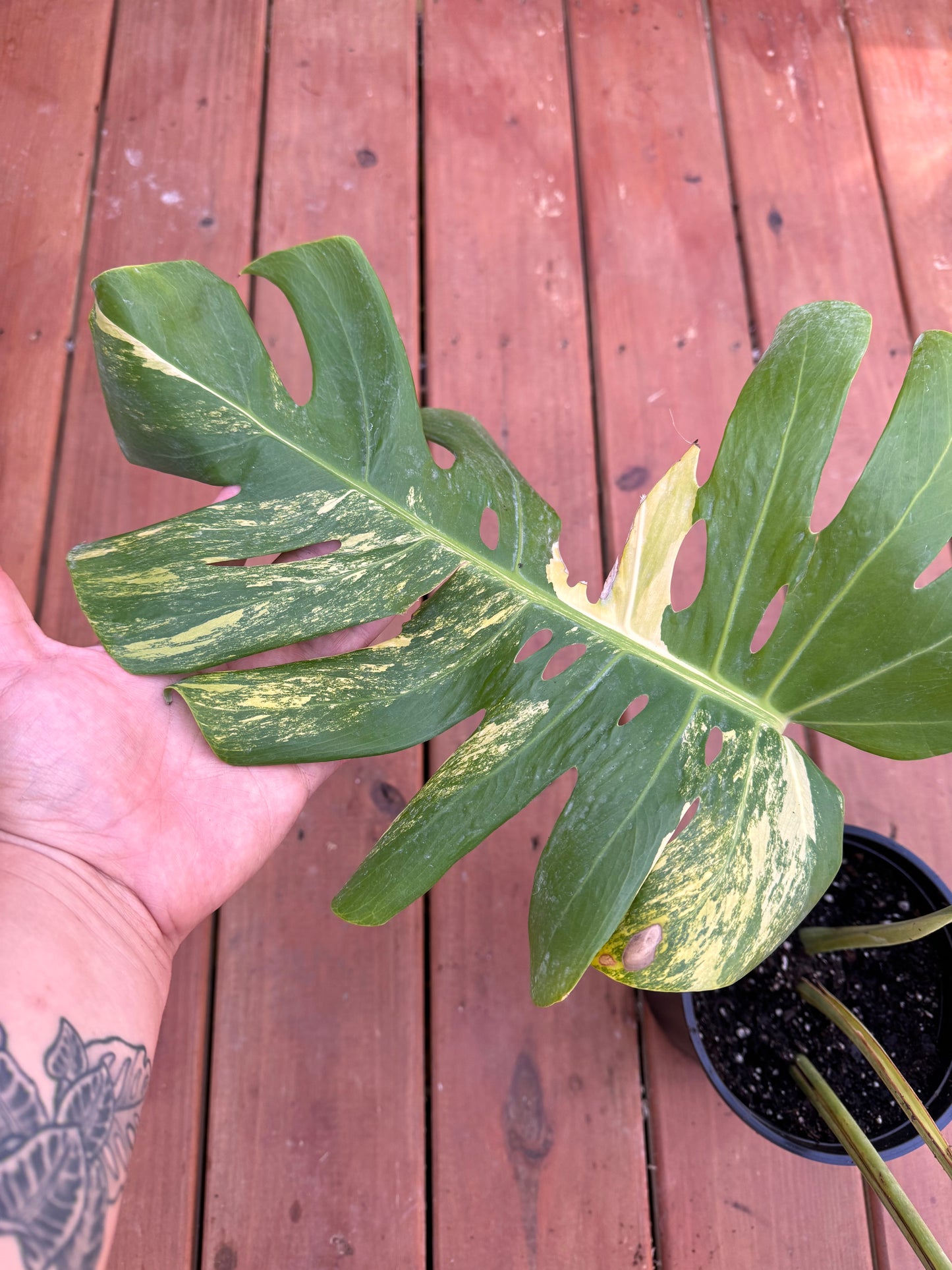 Large Monstera Aurea In A 1 Gallon Pot - LOCAL PICKUP ONLY