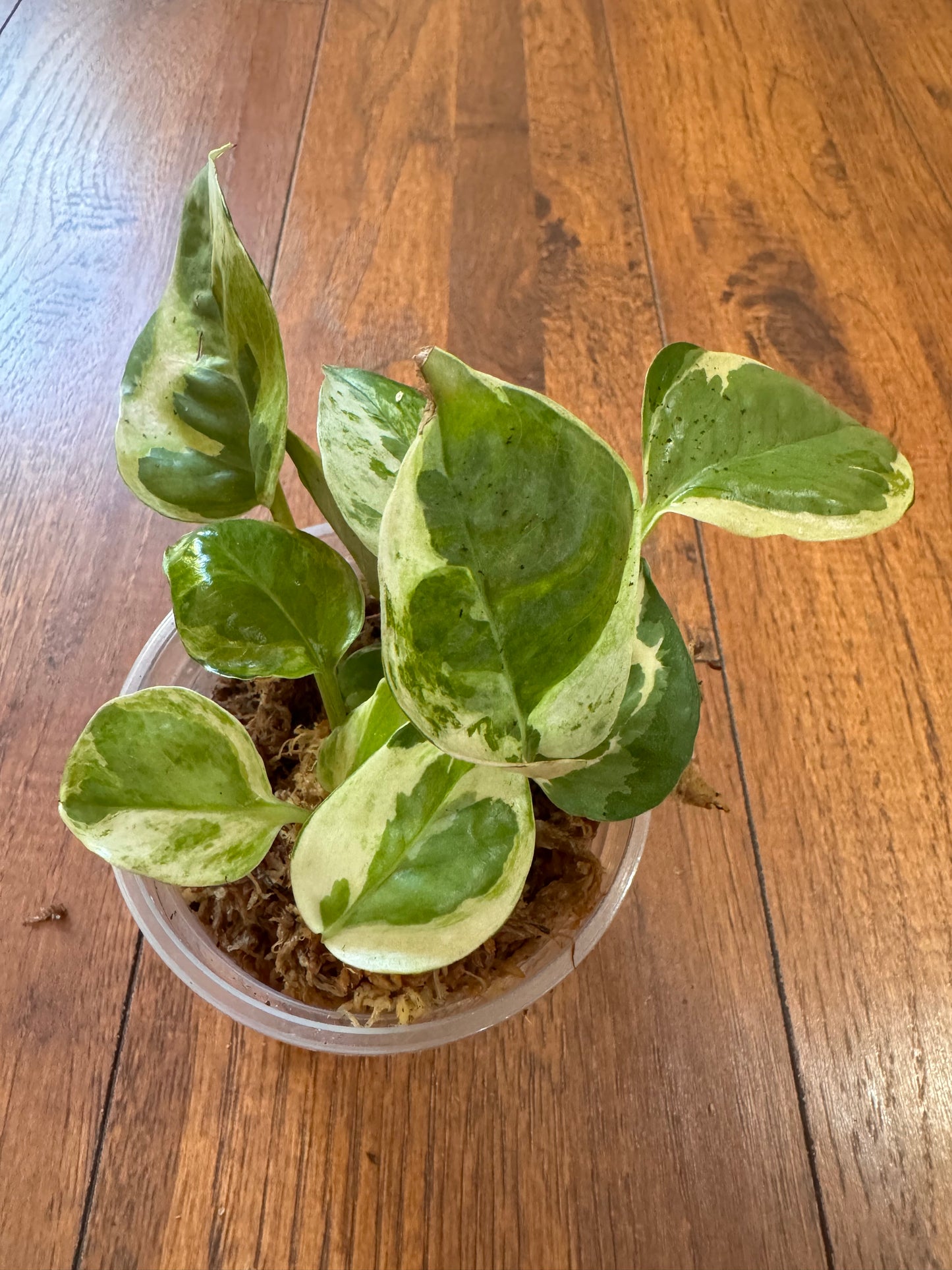 4" Pearls and Jade Pothos