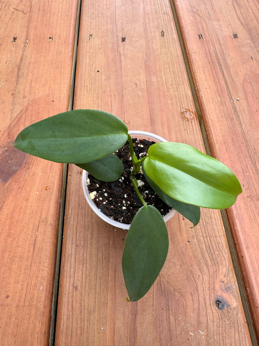 4” Philodendron Bipennifolium