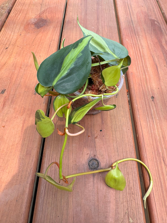 4” Philodendron Brasil