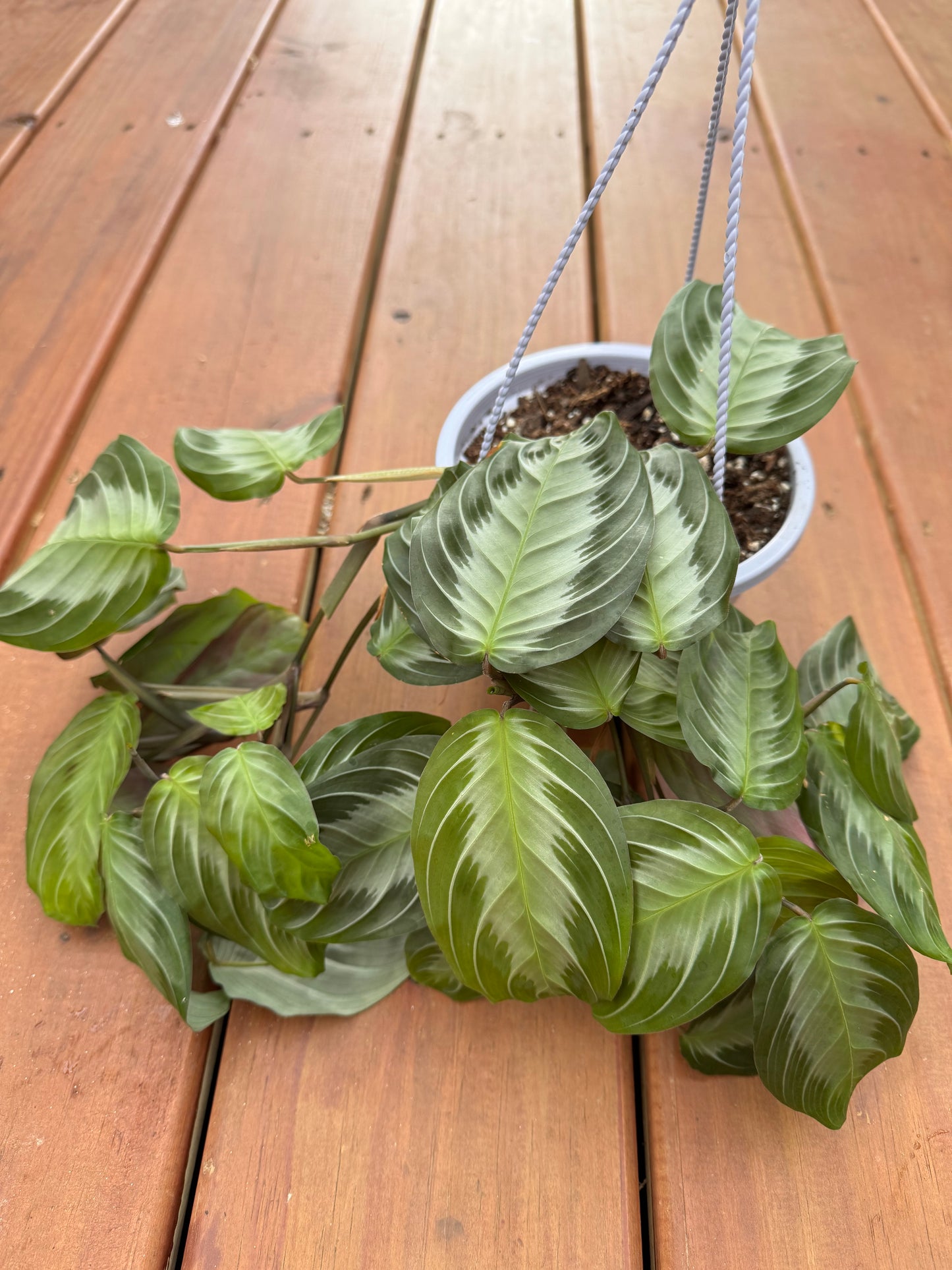 6” Silver Band Maranta Hanging Basket