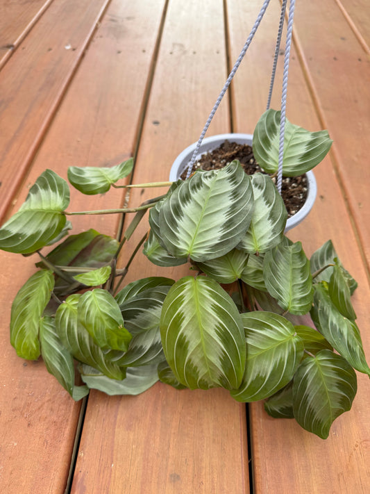6” Silver Band Maranta Hanging Basket