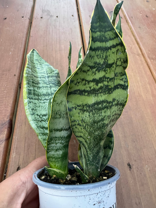 4” Sansevieria Superba