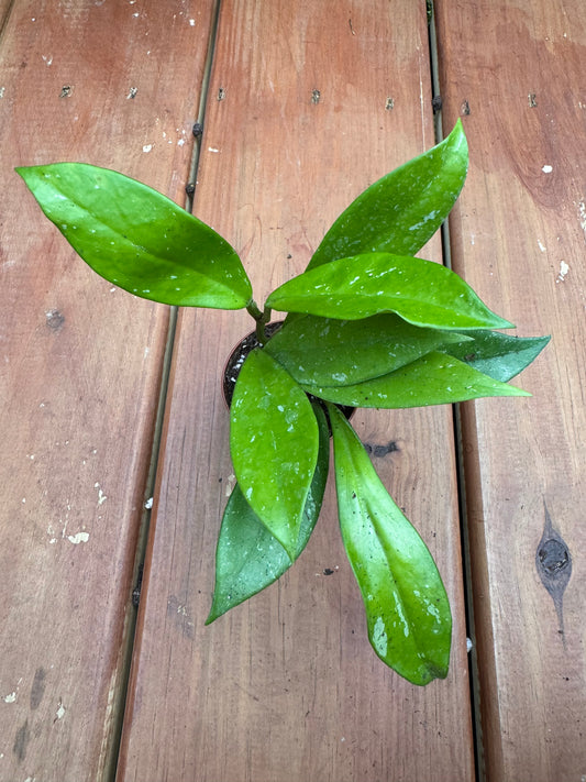 2” Hoya Pubicalyx