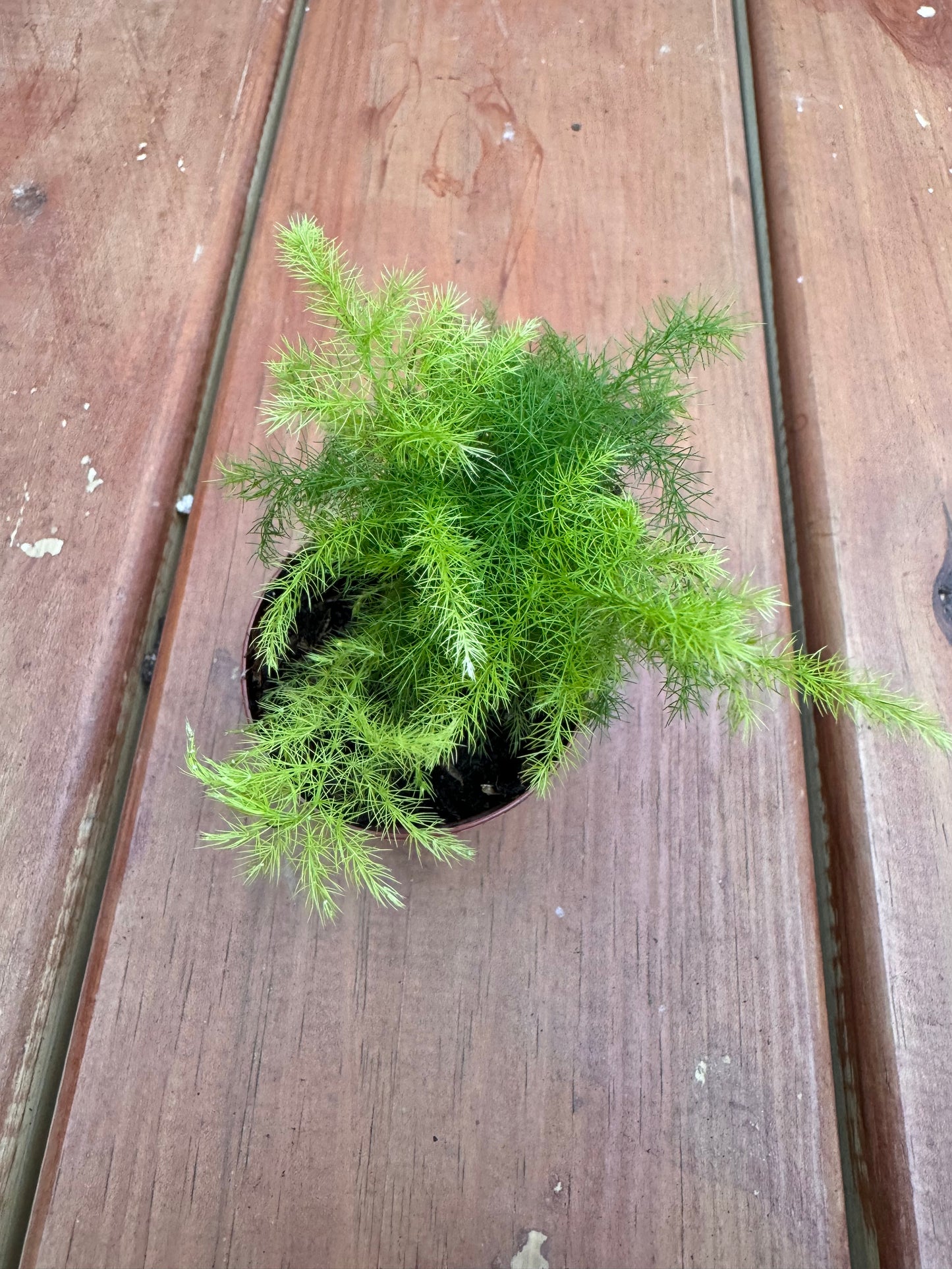 2” Asparagus Fern