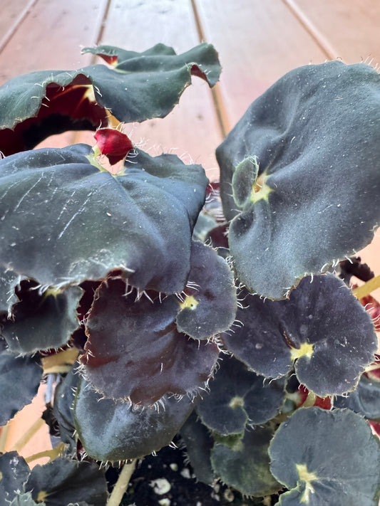 4” Begonia Black Mamba