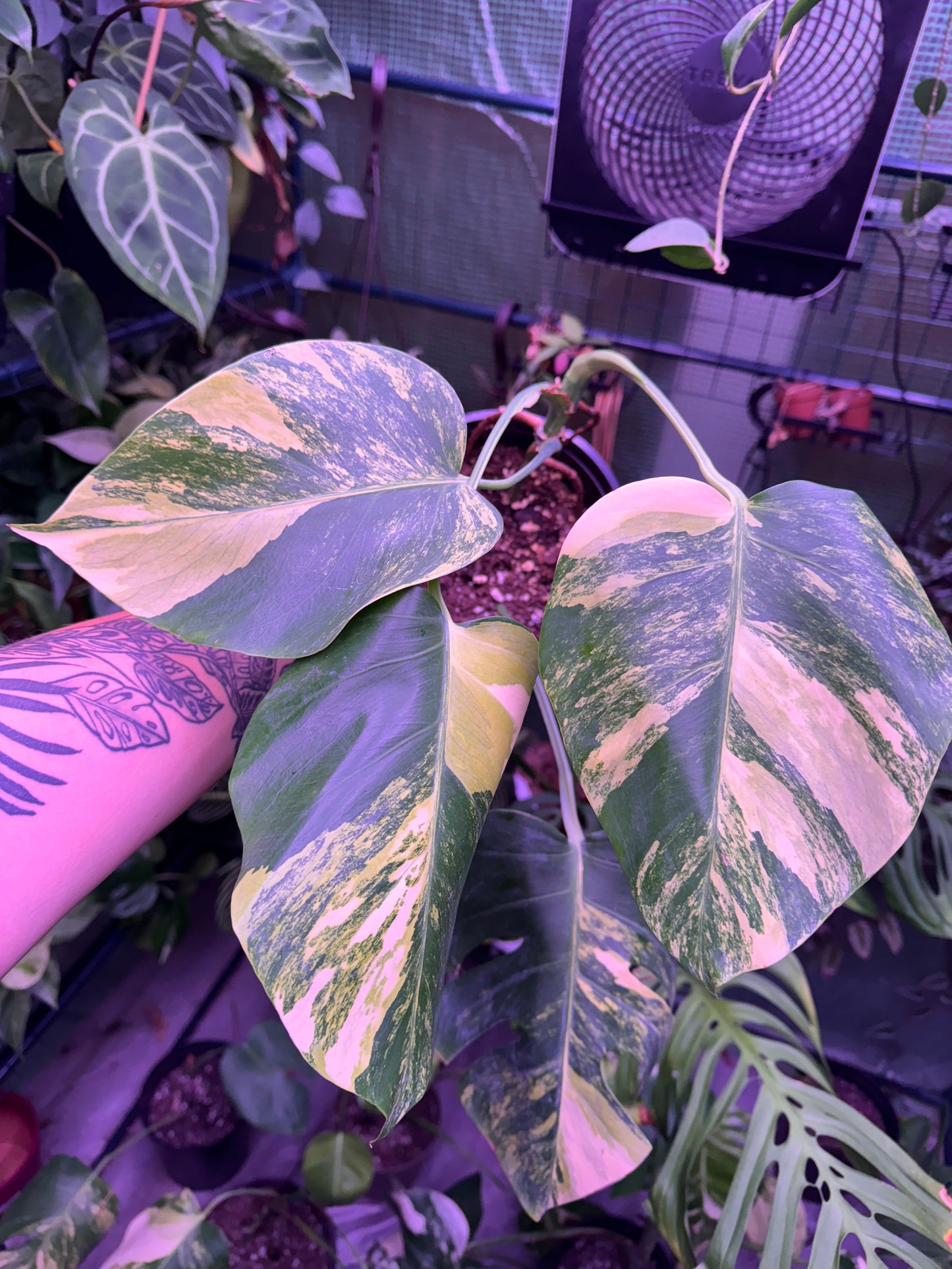 Monstera Aurea in 1 Gallon Pot