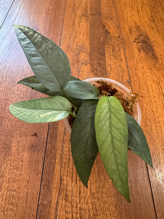 4” Cebu Blue Pothos