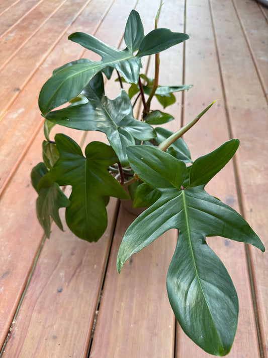 6” Florida Green Philodendron