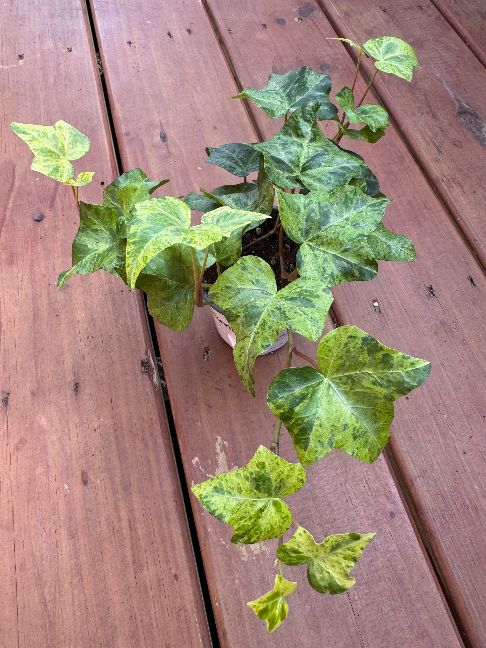 Hedera Luzii in 4-inch pot with trailing deep green glossy ivy leaves, climbing houseplant