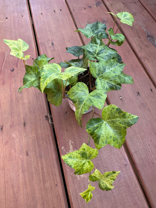 Hedera Luzii in 4-inch pot with trailing deep green glossy ivy leaves, climbing houseplant