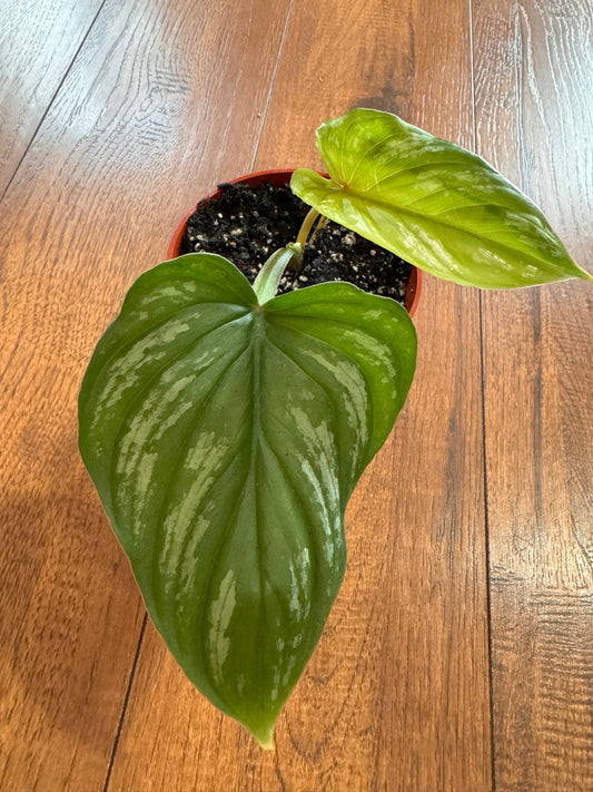 4” Philodendron Mamei