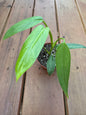 4” Philodendron Oxapapense