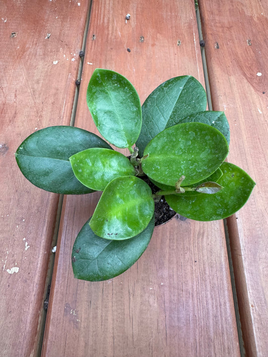 2” Hoya Australis