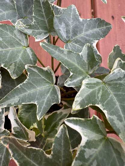 4” Variegated English Ivy
