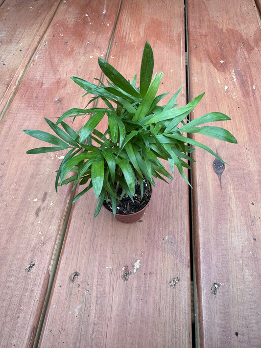 2” Parlor Palm