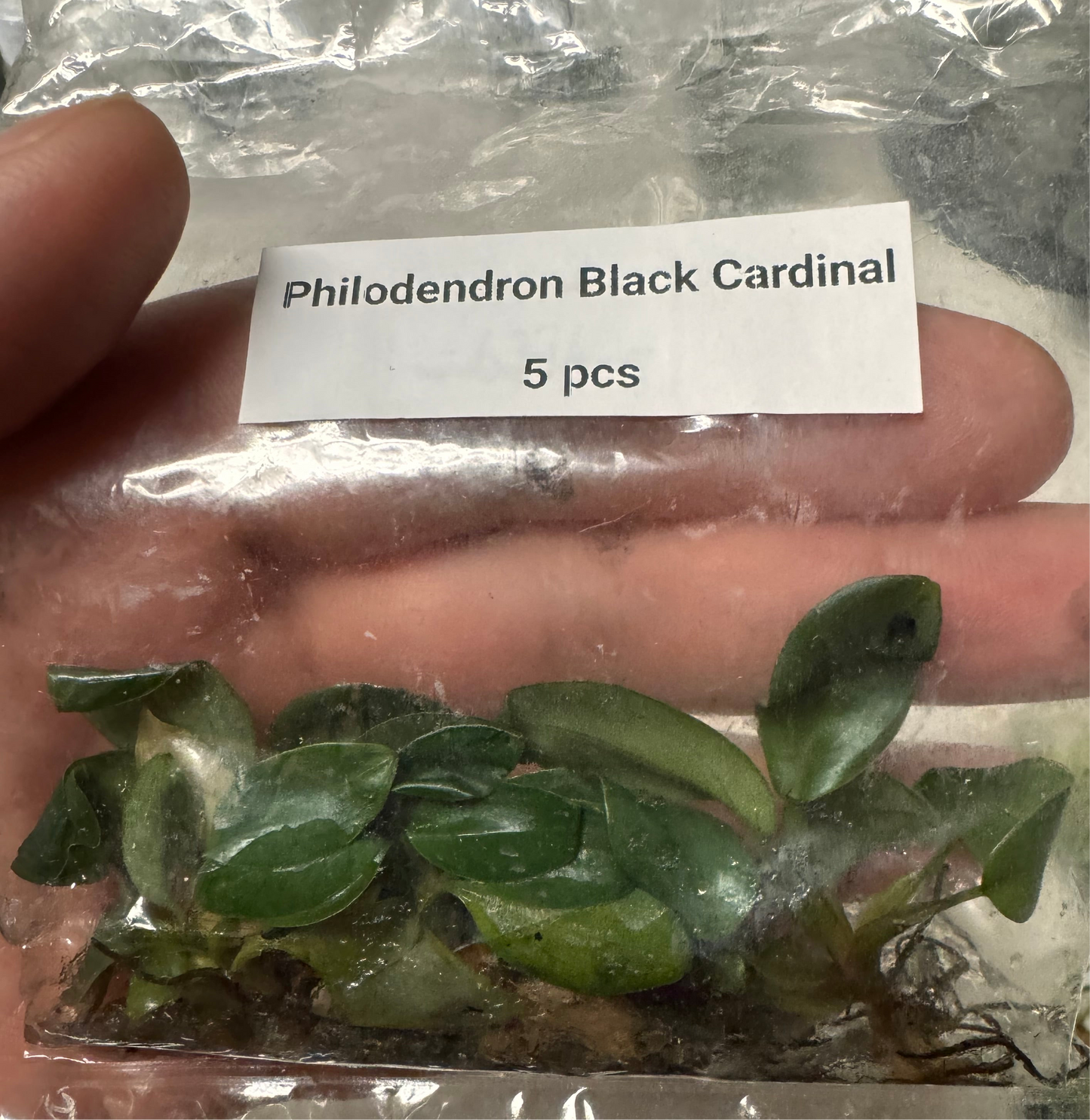 Philodendron Black Cardinal Tissue Culture - 5 Pack