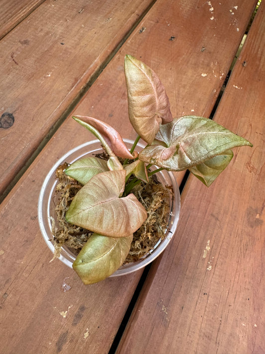 4" Neon Syngonium