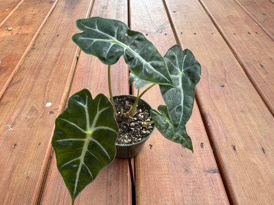 Alocasia Polly in 4-inch pot with dramatic arrow-shaped green leaves and bold white veins, African Mask Plant