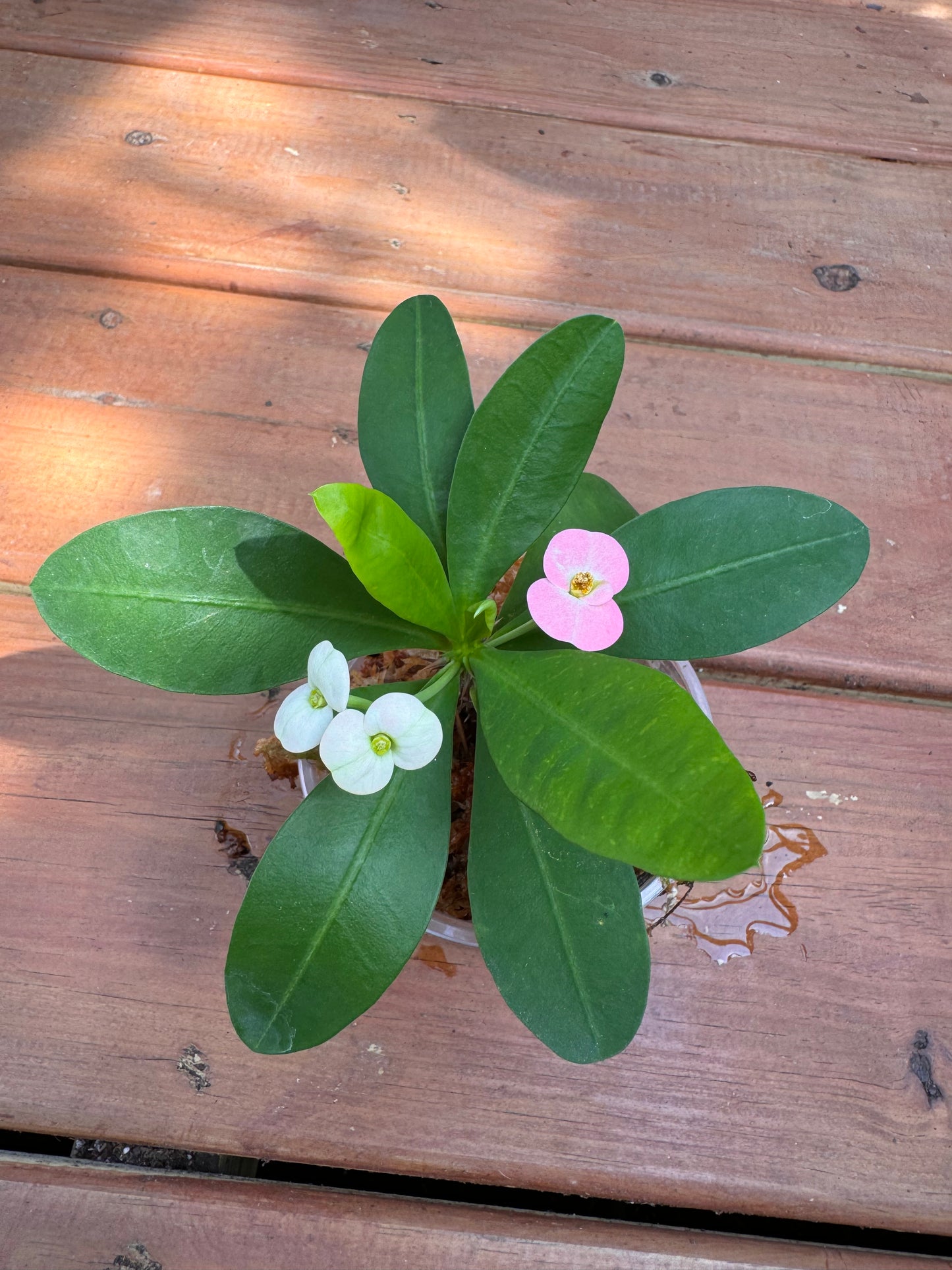 4” Crown of Thorns