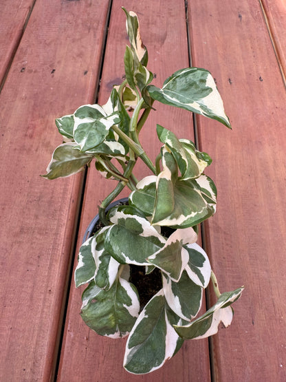 4” N’Joy Pothos