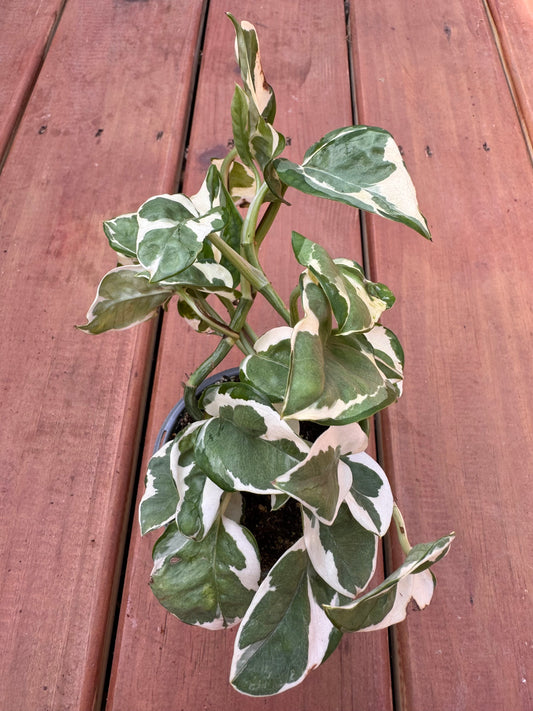 4” N’Joy Pothos