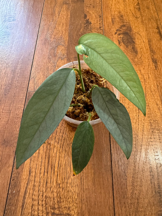 4” Cebu Blue Pothos