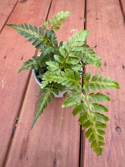 4” Variegated Rumohra Fern