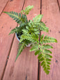 4” Variegated Rumohra Fern