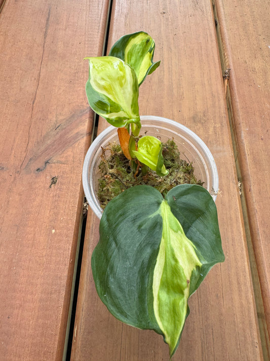 4” Philodendron Gabby (Lightly Rooted)