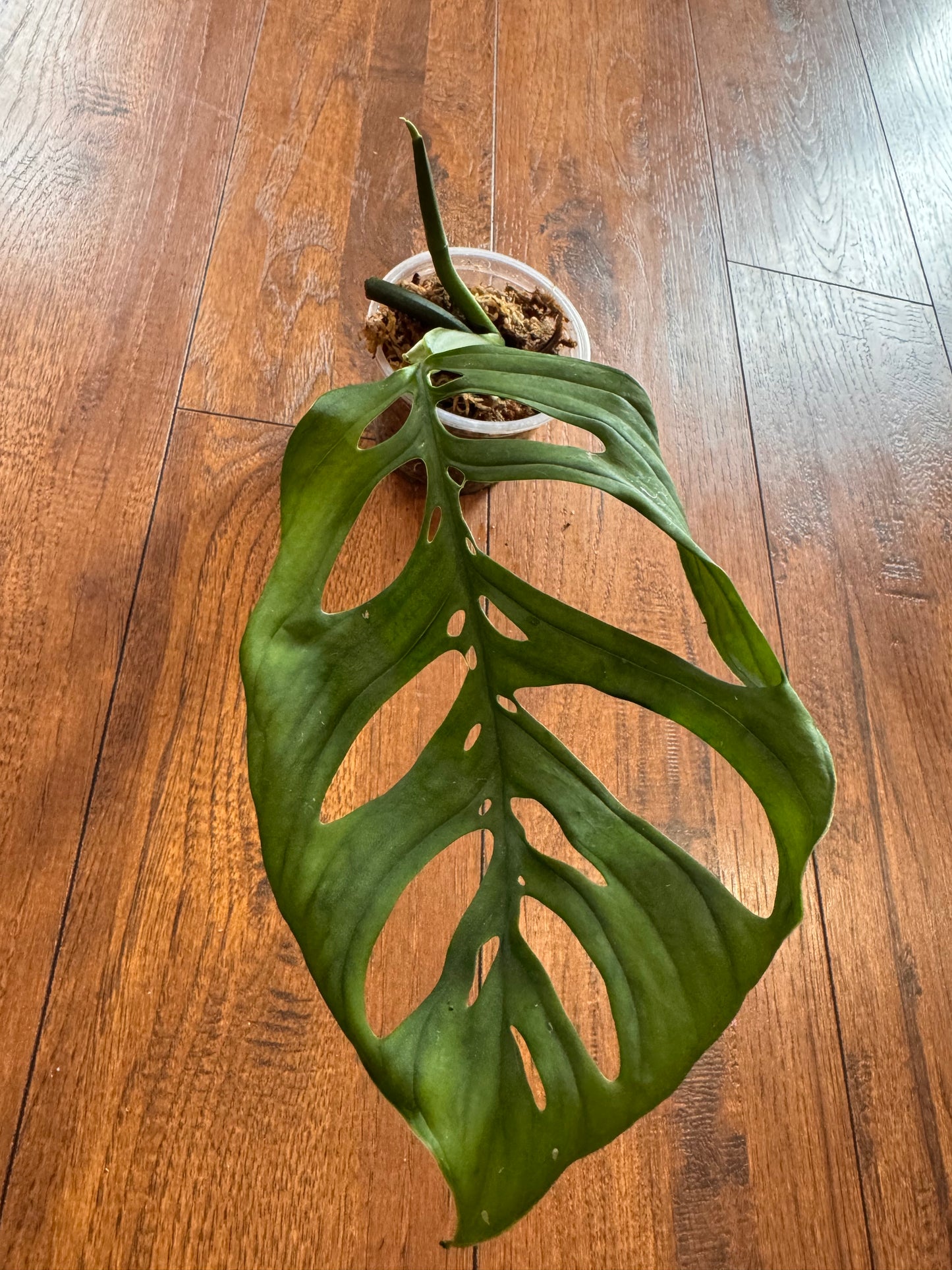 4” Monstera Esqueleto