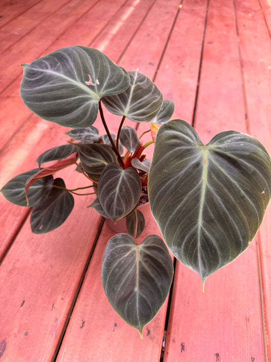 5” El Choco Red Philodendron