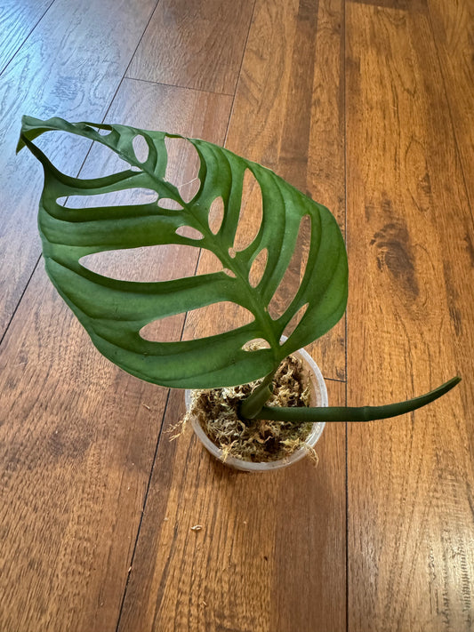 4” Monstera Esqueleto (Lightly Rooted)