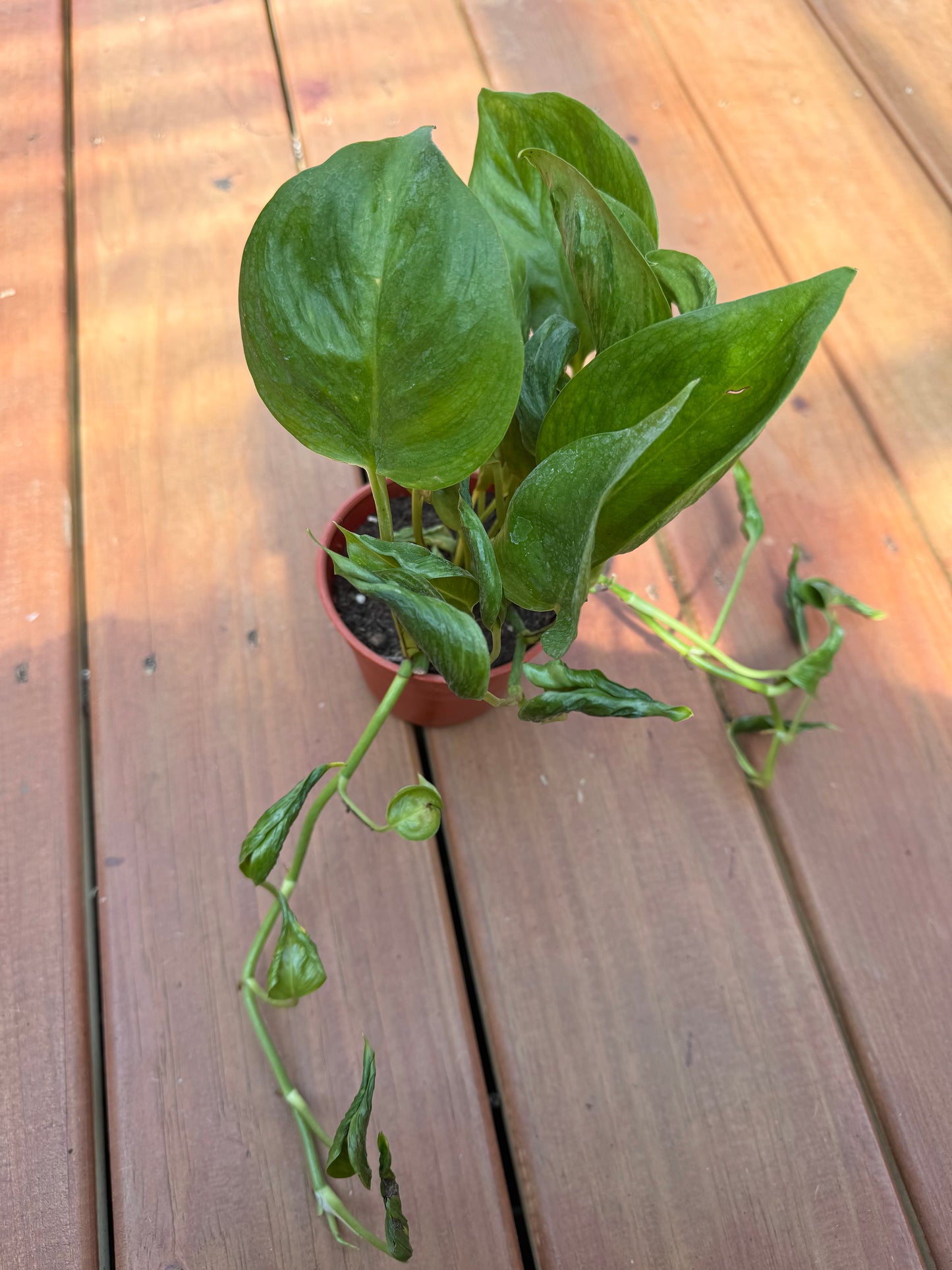 4” Shangri La Pothos