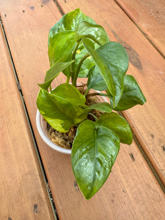 4” Pothos “Lemon Meringue”