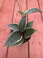 5” Hoya Macrophylla Variegata