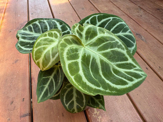 Anthurium Silver Blush in 4-inch pot with velvety green leaves and striking silver veining, tropical anthurium houseplant
