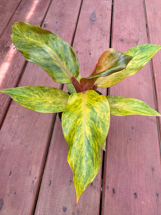 5” Philodendron ‘Orange Marmalade’