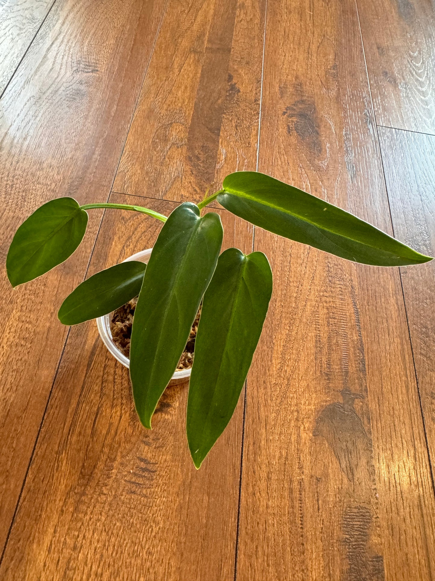 4” Philodendron Oxapapense