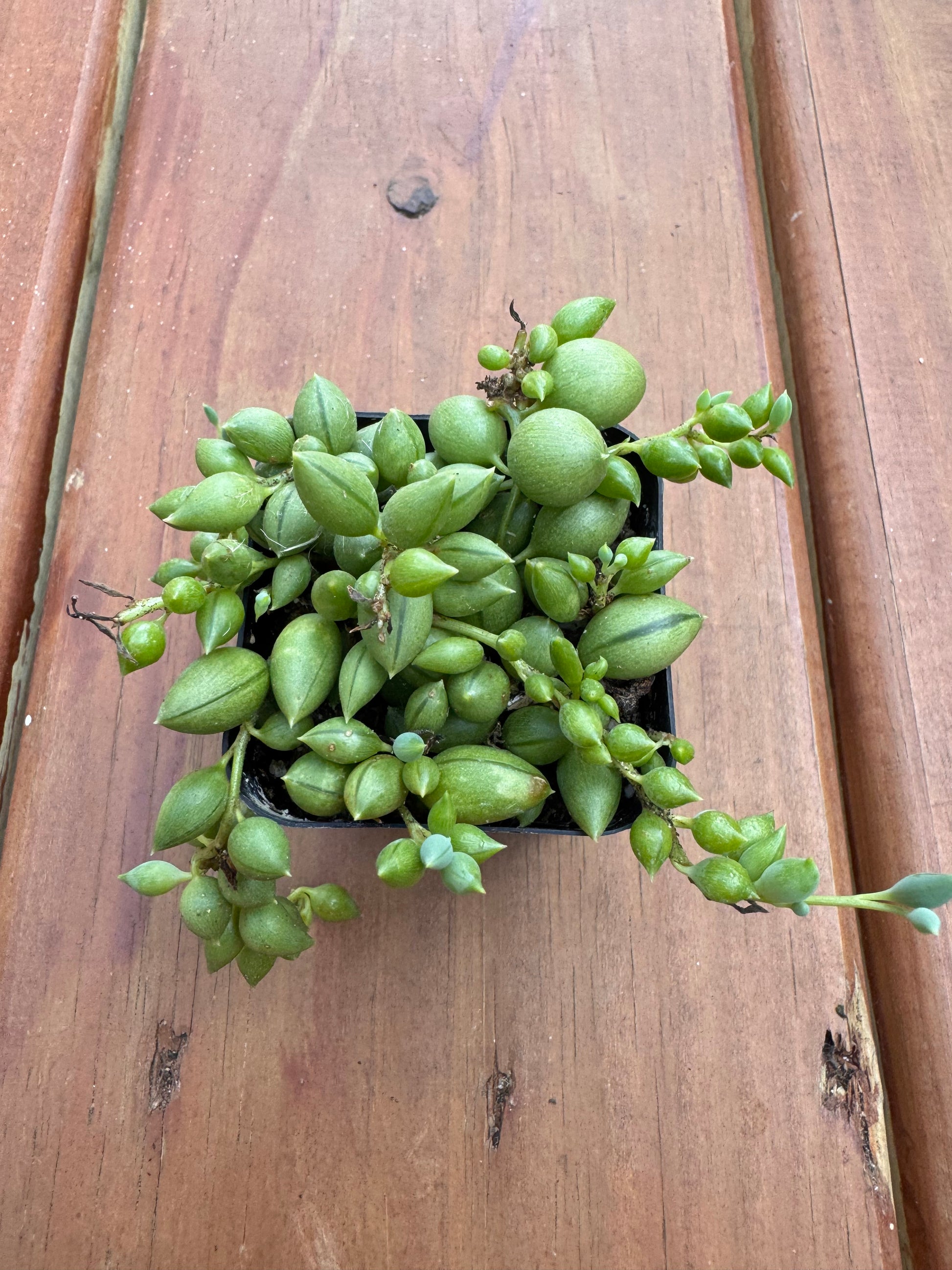 String of Tears in 2-inch pot with cascading teardrop-shaped green succulent leaves, trailing houseplant
