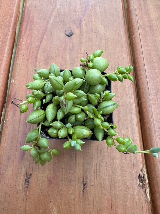 String of Tears in 2-inch pot with cascading teardrop-shaped green succulent leaves, trailing houseplant