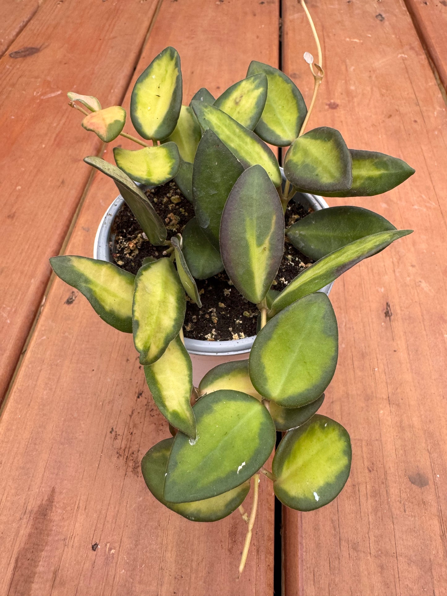 4” Hoya Burtoniae Variegated